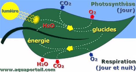 Découvrir 143 imagen formule photosynthese fr thptnganamst edu vn