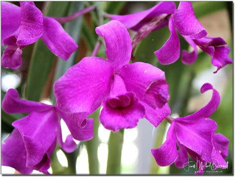 Les fleurs autour de la maison Thaïlande Le blog de khon kaen et de