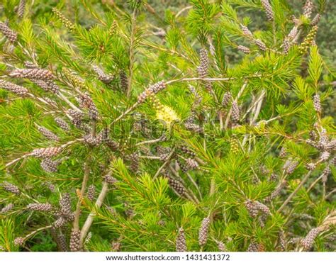 River Bottlebrush Melaleuca Paludicola Plant Myrtle Stock Photo