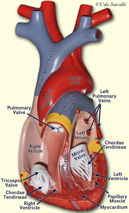 Bio202 Heart Model