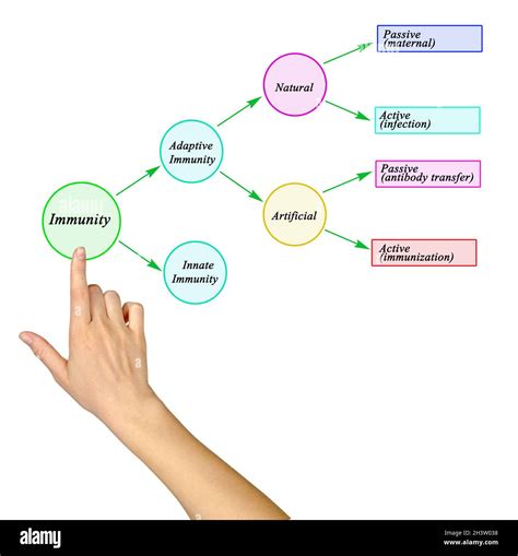 Four Types Of Human Immunity Stock Photo Alamy