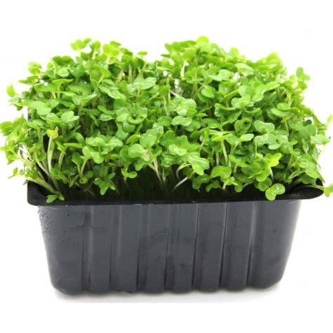 Cress Garden Cress Medicinal Values Veggies Info