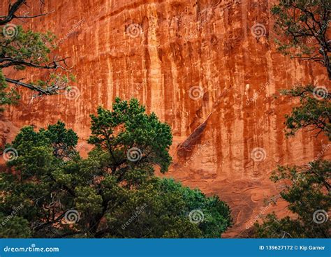 Navajo Sandstone Wall In Zion National Park Stock Photo Image Of Tree