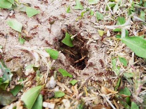 Down to Earth Questions: Leafcutter ants