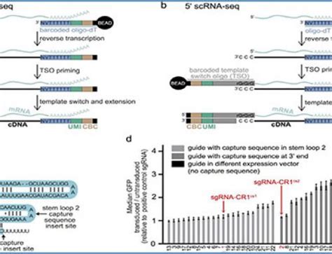 Single Cell Transcriptogenomics Rna Seq Blog