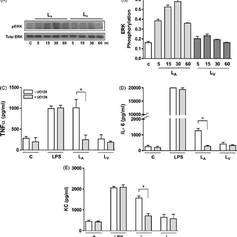 L A Induced Pge 2 Release In Wt Macrophages Pge 2 Was Determined By