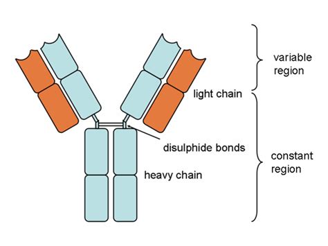 117a Antibody Proteins And Antigen Binding Biology Libretexts