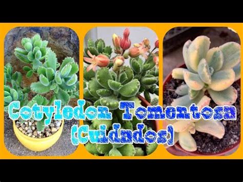 Cotyledon Tomentosa Cuidados y reproducción Garrita de Oso YouTube