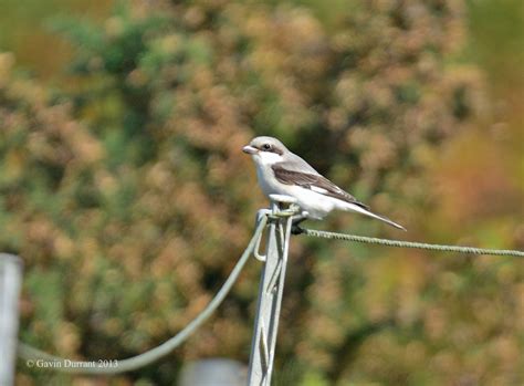 WAVENEY WANDERINGS: LESSER GREY SHRIKE AT LEISTON