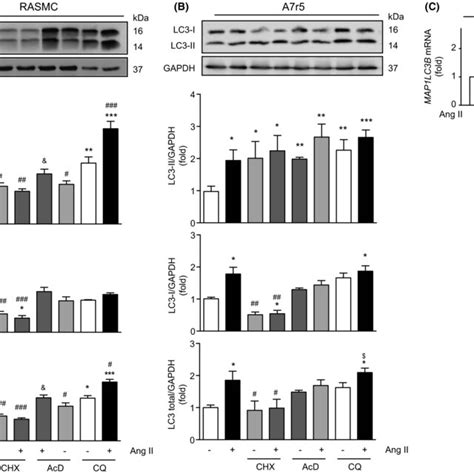 Ang Ii Increases Lc Protein Levels Through Transcriptional And