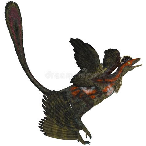 Microraptor Illustration Stock Illustration Du Dinosaure 81800778