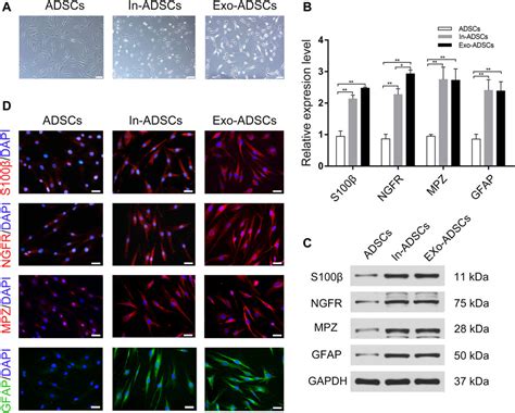 Frontiers Schwann Cell Derived Exosomes Induce The Differentiation Of