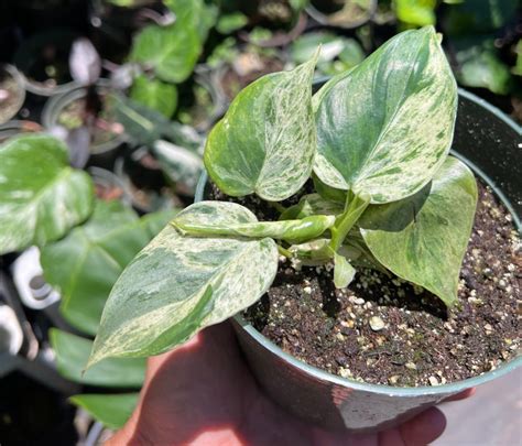 Variegated Heartleaf Philodendron A Guide To Care And Maintenance