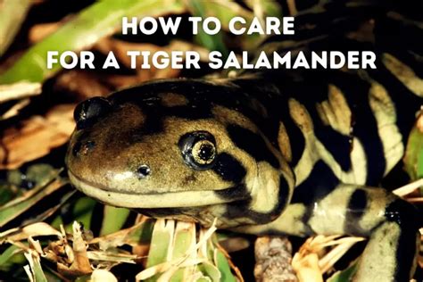 How To Care For A Tiger Salamander [Beginner’s Guide] – Pets From Afar