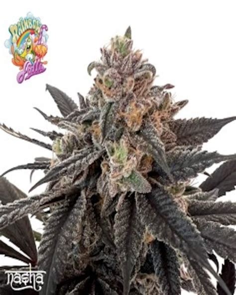 Cannabis Seeds Rainbow Falls X Nasha Genetics