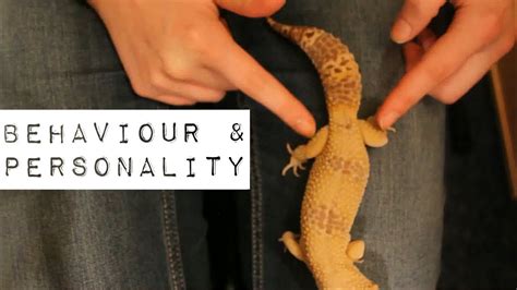 Differences Between Male And Female Leopard Geckos Youtube