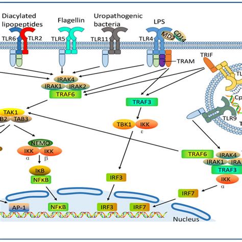 TLR Ligands And TLR Signaling Pathways Cell Surface TLRs Including