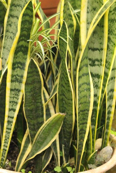 Growing And Caring For Snake Plants Sansevieria Dracaena Spp