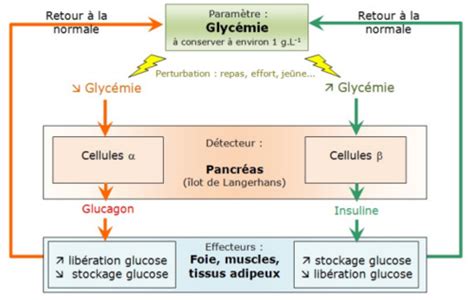 Généralités système endocrinien Cartes Quizlet