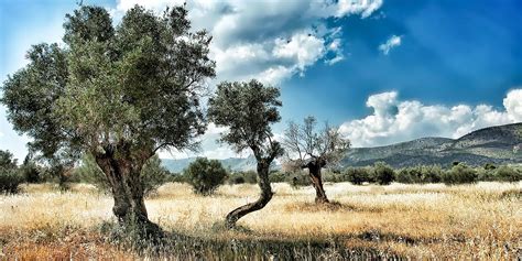 Greek Olive Tree