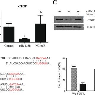 CTGF Is A Direct Target Gene Of MiR 133b Transient Transfection Of