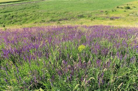 Un Campo De Flores Moradas Foto Premium