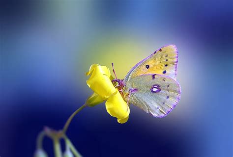 97 Yellow Butterfly Wallpaper Hd Picture MyWeb