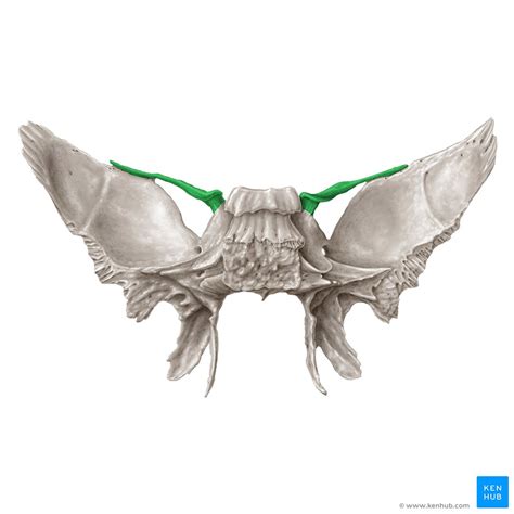 Sphenoid bone: Anatomy, function and development | Kenhub