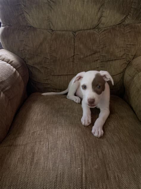 pitbull mixed mastiff 7