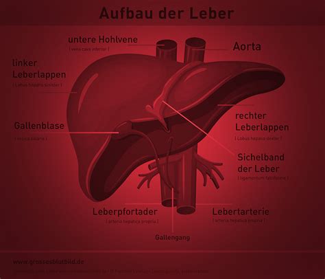 Aufbau Der Leber Einzeln Dr Stephan