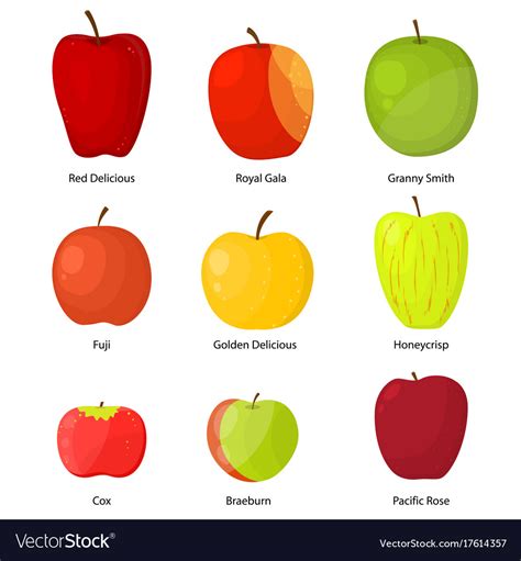 Apples Different Varieties With A Description Set Vector Image