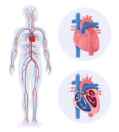 Circulatory System Diagram Of Human Circulatory System Male Body Stock Illustration - Download ...