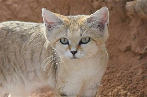 14 Ocelot Facts About The North American Wild Cat