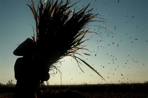 Susul Bbm Harga Beli Gabah Dari Bulog Ke Petani Naik Jadi Rp Per