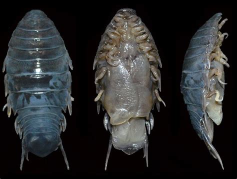 Parasitic Isopod On Fish