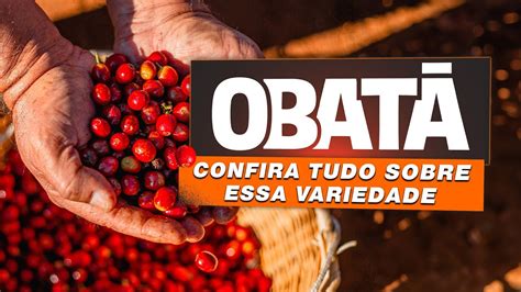 VARIEDADE DE CAFÉ OBATÃ História origem anatomia e muito mais