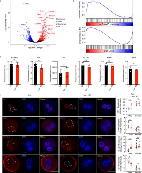 Lsm Modulates The Pronucleus Specific Localization Of Hp Atrx