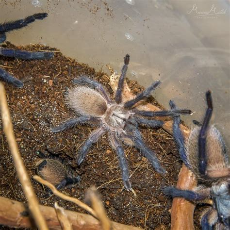 Socotra Island Blue Baboon Tarantula Communal Rehouse Monocentropus