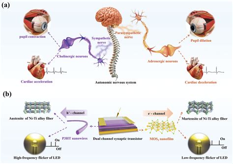 A Schematic Of Autonomic Nervous System Cholinergic Neurons In