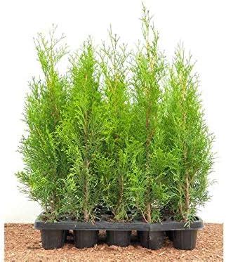 Edel Thuja Smaragd Immergr Ner Lebensbaum Heckenpflanze Zypresse Im