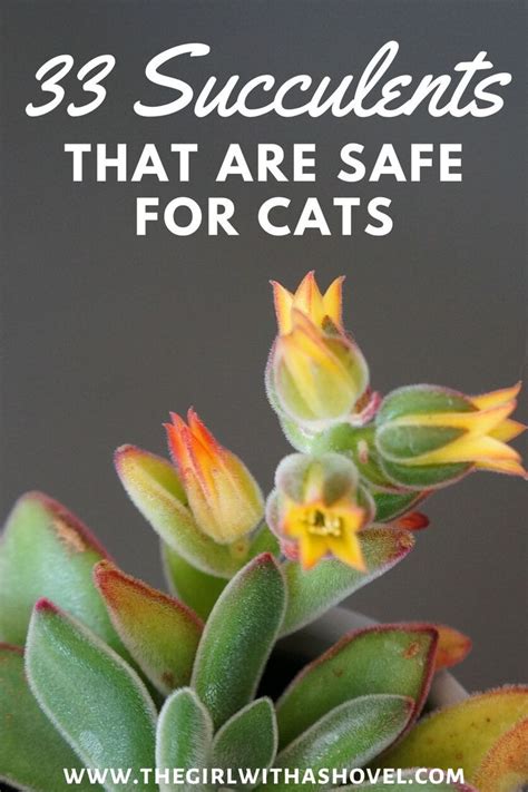 33 Stunning Succulents That Are Safe For Cats Succulents Indoor Plants Plants