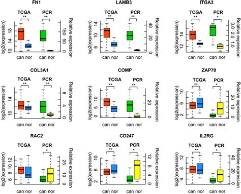 Qrt Pcr And Tcga Verification Results Of Nine Genes Tcga Tcga