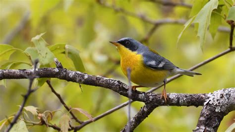 Reinita Biodiversidad De La Finca El Tambor Inaturalist