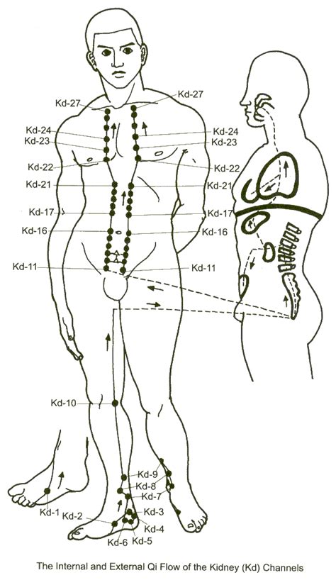 The Kidney Meridian – Harmonizing Fluids and the Autonomic Nervous ...