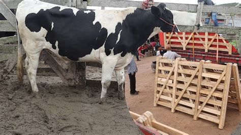 GADO E FEIRA DAS PORTEIRAS EM CAPOEIRAS PE DIA 18 08 23 YouTube