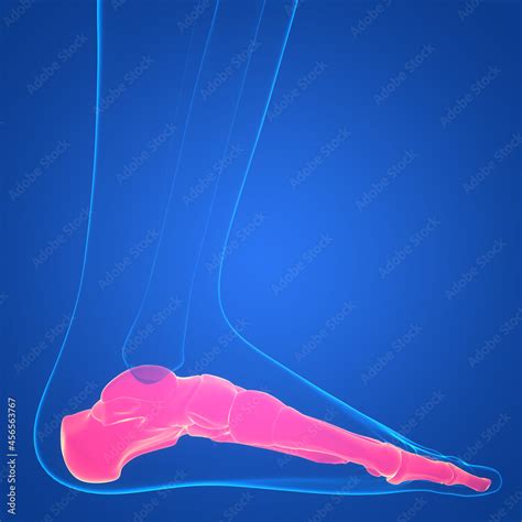 Human Skeleton System Foot Bone Joints Anatomy Stock Illustration ...