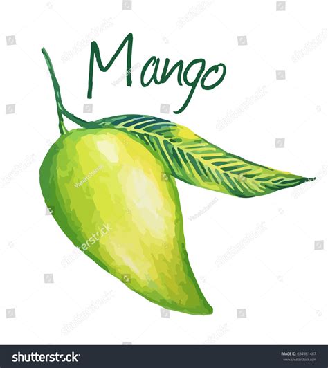 Mango Hand Drawn Watercolor Painting On Stock Photo 634981487 | Shutterstock