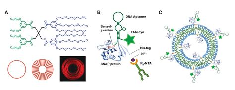 Artificial cells can deliver molecules better than the real thing ...