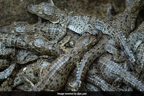 3,700 crocodiles were born in Odisha’s Bhitarkanika National Park