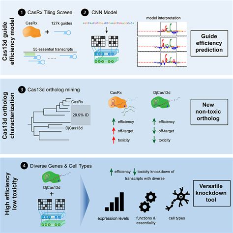 Deep Learning And CRISPR Cas13d Ortholog Discovery For Optimized RNA